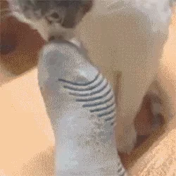 Котик Кошка Кот