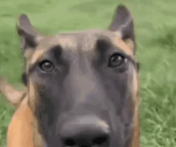 Собака Овчарка Дрожит