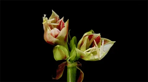 Цветы Цветок Flower