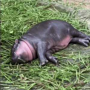 Tired Over It