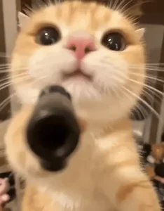 Кот Котик Бандит