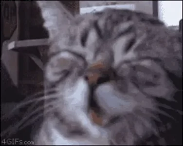 Hahaha Laughing Cat