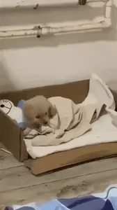 Tired Good Night