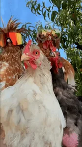 Chicken Hen