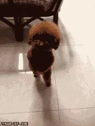funny animals