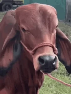 Когда вообще не хочется ничего делать