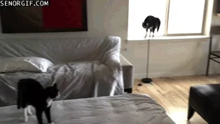 Котик Кошка Кот