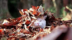 Осень Кот Листья