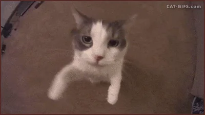 In Love Cat