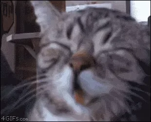 Lol Laughing Cat