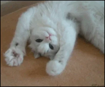 grumpy cat
