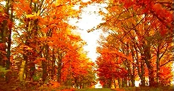 Autumn Leaves Fall