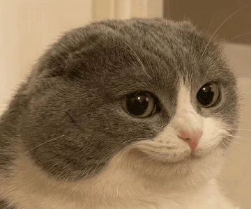 Кот Улыбается Довольный