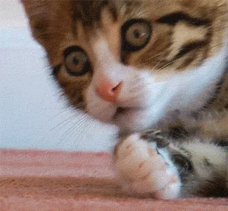 Коты Реакция Котенок