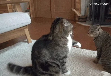 Кошачья Драка Котик Кошка