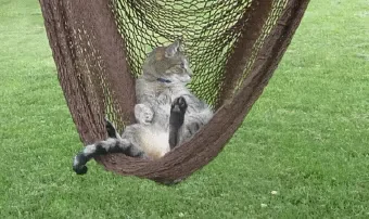 Кот Расслабление Расслабляйтесь