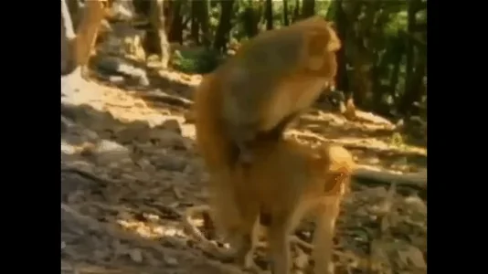 Грязные Обезьяны Животные