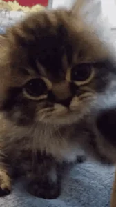 Cat Hello