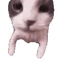 Cat Kiss
