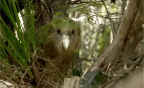 Kakapo Marsiles Dumb