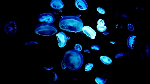 Glow In The Dark Ocean