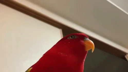 Yakuza0 Laughing Bird Goro Majima