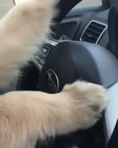 Dog Driving