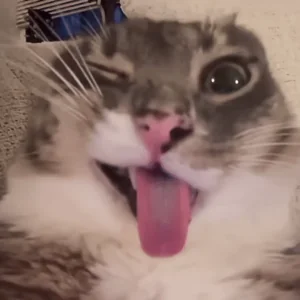 Кот Показывает Язык Кринж