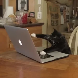 Монтаж Печатает Typing Cats