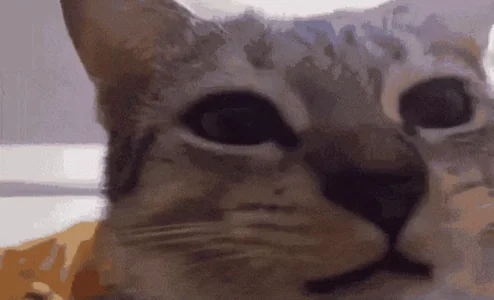 Cat Chewing Eating