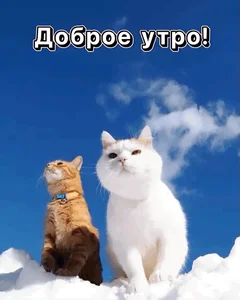 Доброе Утро Открытка