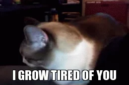 Коты Кошки Котики