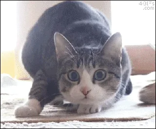 Смешно Монтаж Веселье