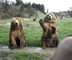 Привет Природа Смешно