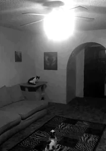 Фейл Котик Кошка