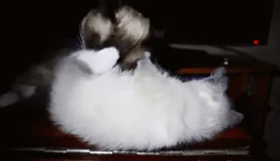 cat