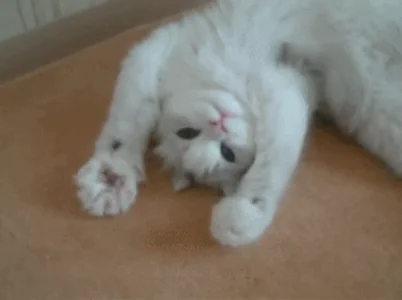 White Cat Hello