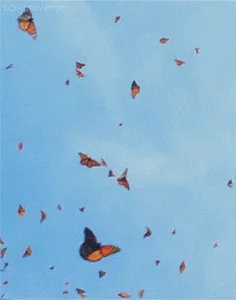monarch butterfly sky