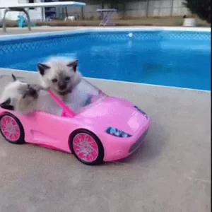 Kittens Car Driving