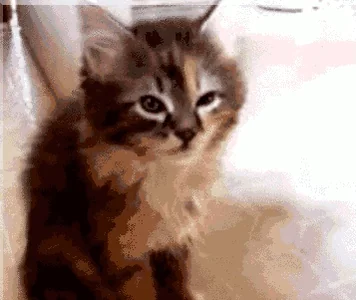 Усталость Котик Кошка
