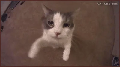 Поцелуй Котик Кот