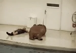 Морж делает зарядку животные