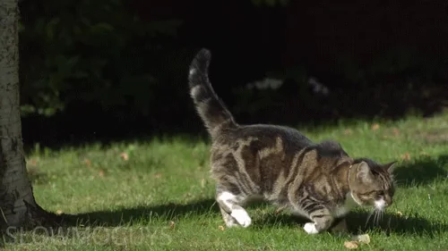 Котик Кошка Кот