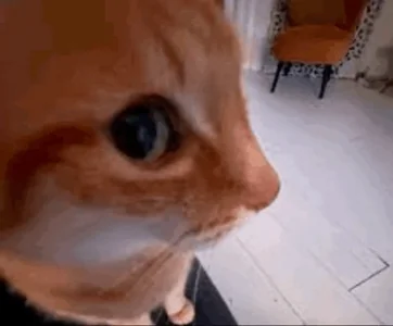 Cat What