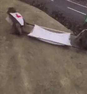 Monkey