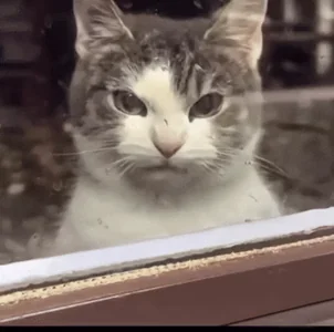 Cat Meme