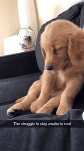 Tired Dog