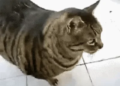 Big Cat Lol