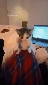 Dance Cat