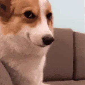 Dog Smile